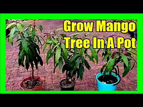 How to Grow Mango Tree in Pot [Essential Guide]