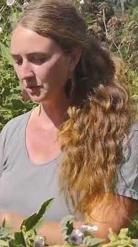 How to Grow & Use Marshmallow: A Moisture-Loving Medicinal Herb