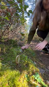 A hairy and fuzzy little fiddlehead 🌿 Not all ferns stay green year round. Some, like the bracken fern, are deciduous—they die back in fall and reemerge in spring with a coiled fiddleheads. This seasonal rhythm is a survival strategy, allowing the plant to retreat underground and wait out cold or dry conditions. Bracken fern is one of the most widespread ferns on Earth, found on every continent except Antarctica. Its fronds can grow up to two meters tall, and it spreads through underground rhiz
