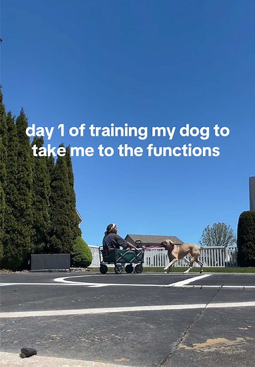 Training My Dog to Lead Me to Functions — Day 1
