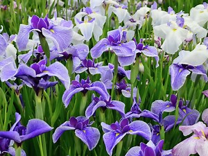 How to Grow and Care for Iris Flowers  - Bunnings New Zealand