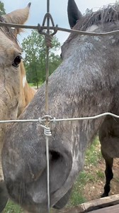 Goat Rescue | From Suits to Boots