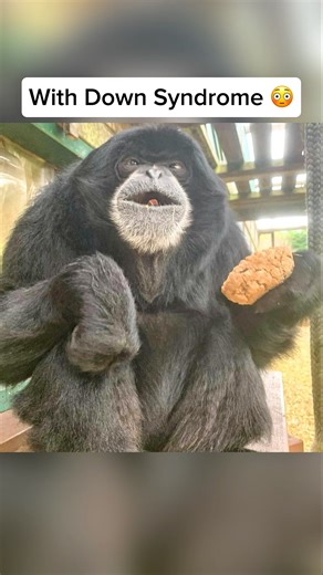 How Animals Look Whith Down Syndrome 🤯