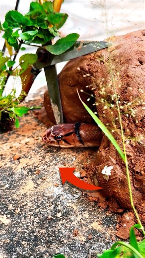 Snake Hunting Video #snake #animals #snaketrap #snakevideo #youtubeshorts