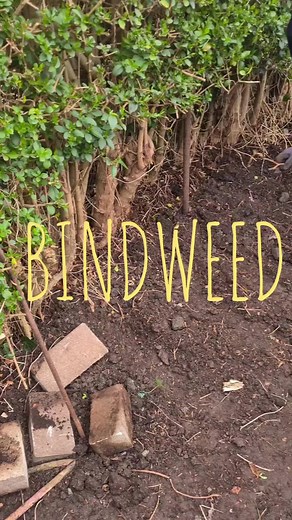 The Dangers of Bindweed: A Gardener's Nightmare