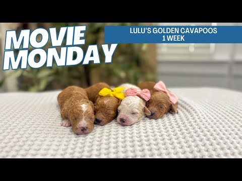 Lulu's Cavapoo Puppies 1 week