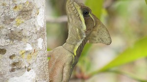 What are the 'Jesus lizards' in Florida? Get to know the brown basilisk that walks on water