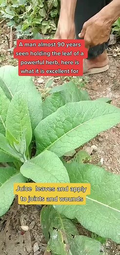 Benefits of Comfrey and Comfrey Products for Fractures, Wounds, and Skincare