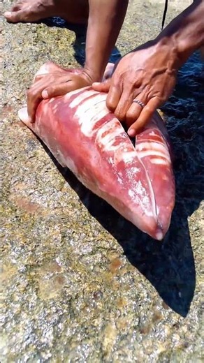 What Was Hidden Inside This Giant Squid? 😱 | Incredible Sea Creature Discovery