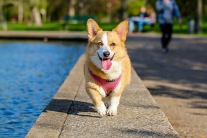 コーギーのミックス犬20種類！個性豊かでかわいいミックスの特徴 - あにまろ～る
