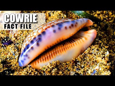 Cowrie Facts: WHAT IS this SHINY SHELL? 🐚 Animal Fact Files