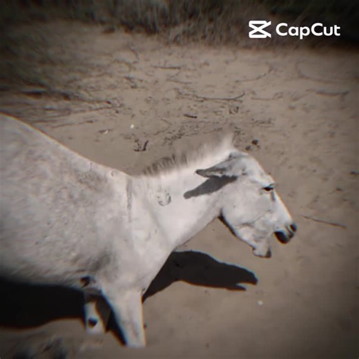 Creator Search Insights Overview