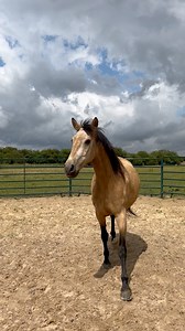 105K views · 5.3K reactions | New Horse Alert  拾 Everyone Meet Bizz ❤️ | Ben Atkinson | Facebook