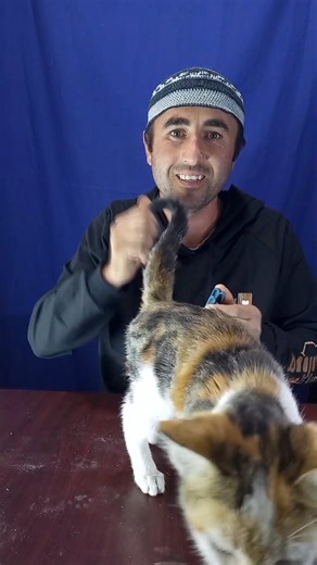 When a clip is placed on a cat's scruff, it becomes so calm, as if it's full. #foryou #lifehack