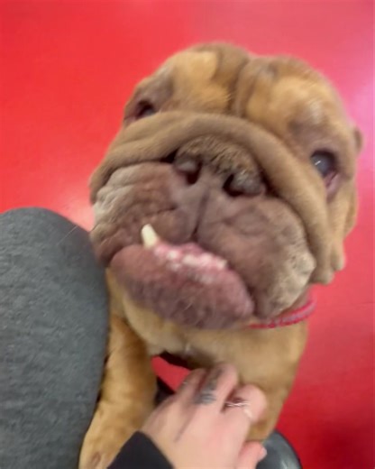 Thank you to everyone who has entered so far. Please keep sharing and join in if you can 🐾 This weekend, our fundraising is dedicated to a very special little soul: Layla 💔🐾 Layla is a five-year-old bulldog who came to us as a stray — most likely dumped after being bred from over and over again. The moment she arrived, it was clear she’d had a tough life. She has severe dry eye and her breathing is so poor that she struggles to walk even a few steps without fighting for air (sound up for the 