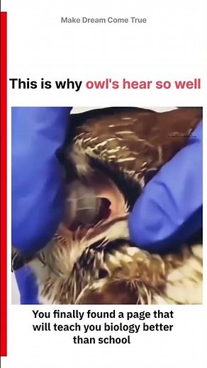 🦉This is why owl's hear👂so well ⚡| MDCT