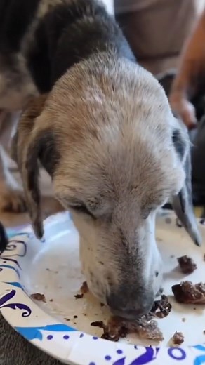 20K views · 374 reactions | Saving An Abused Dog Left For DEAD! | Outdoors weekly | Facebook