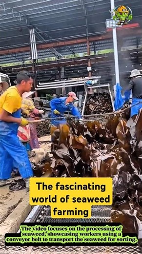 The fascinating world of seaweed farming