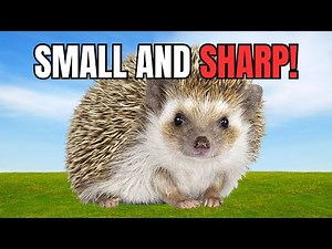 What is a Hedgehog, Really? | A Short Documentary