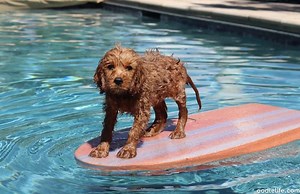 Do Cavapoos Swim? Ultimate Water Guide And Tips - OodleLife®