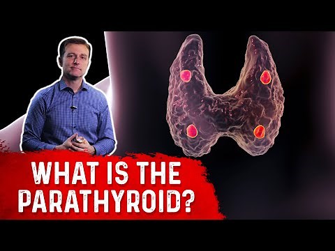 What is the Parathyroid Gland? Explained By Dr.Berg
