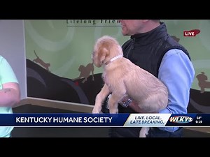 7-Pup and Spaw-Rite adoptable puppies at the Kentucky Humane Society