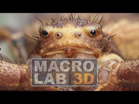 You've Never Truly Seen an Insect Until You've Seen This