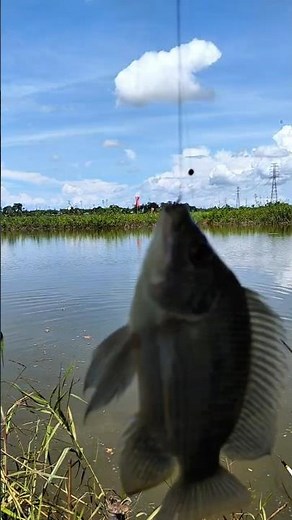 Wild Pond Moss-Bait Strike! Fast Tilapia Hook-Up! #fishing #tilapiafishing