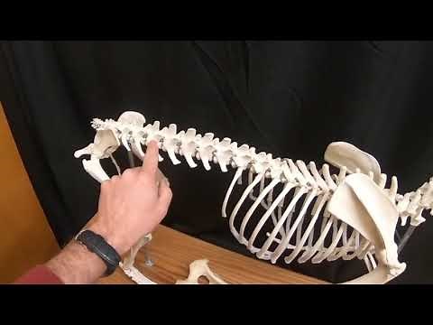 Canine Skeleton Overview