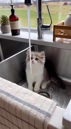 When a Munchkin Kitten Meets a Faucet… Chaos Ensues! 😂💦
