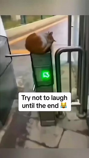 Hilarious Animal Moments That Will Make You Smile