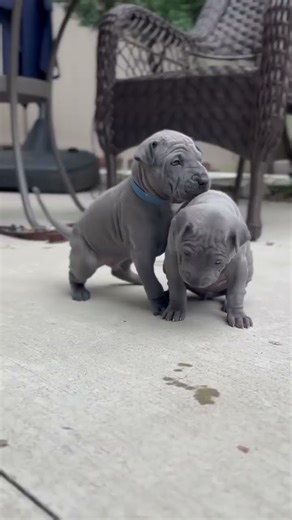 Thai Ridgeback Family Puppies and Their Parents #thairidgebackbreeder