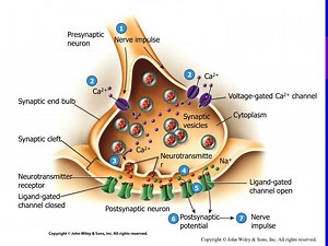 Postsynaptic neuron - SlideServe