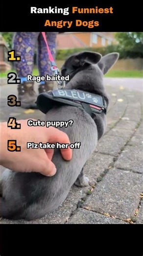 Ranking dogs with anger issues 🫣 #dog #funny #ragebait #shorts