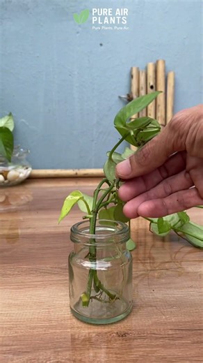 Golden Pothos in a Glass Bottle | Minimal Peaceful Living