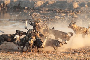 Wild dogs show off pack-hunting skills as they trap a wildebeest