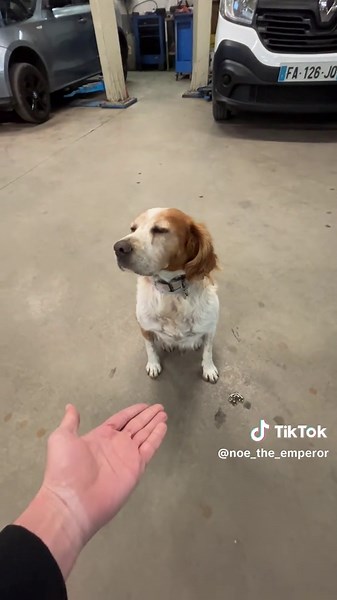 😡😡🤣#fyp #dog #foru #pourtoi #humour