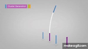Overview of Illumina Sequencing by Synthesis Workflow on Make a GIF