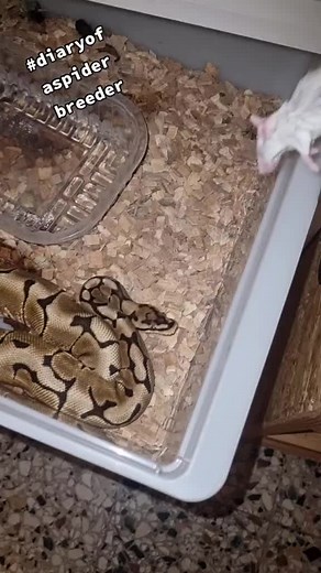 DiaryOfaSpiderBreeder su TikTok