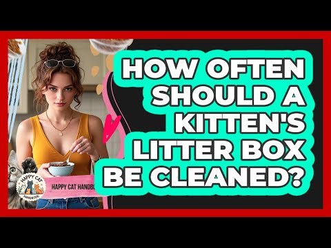 How Often Should A Kitten's Litter Box Be Cleaned?