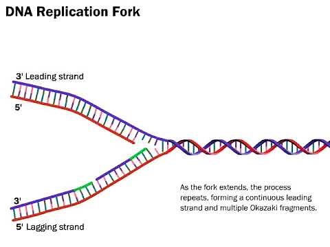 DNA Replication: The Process Simplified