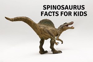 25 Spinosaurus Facts For Kids. - Dinosaur Facts For Kids