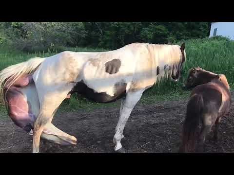 Horse Gives Birth Standing Up