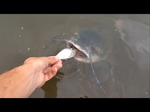 Feeding Giant Catfish!