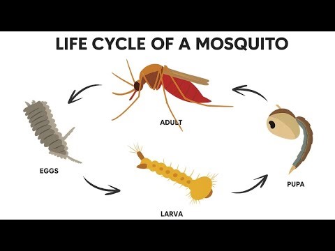 Mosquito Life Cycle & Control | 2D Animation for Awareness 🦟| Mosquito control