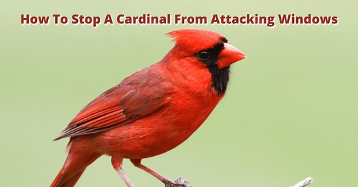 How To Stop Cardinal Attacking Window - Bird Informer
