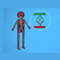 Lymphatic System: Crash Course ( Video ) | Biology