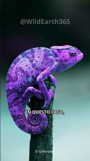 How do chameleons change color?