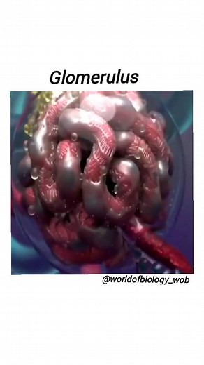 World of Biology on Instagram: "Glomerulus:- The glomerulus, the filtering unit of the kidney, is a specialized bundle of capillaries that are uniquely situated between two resistance vessels (Figure 1). These capillaries are each contained within the Bowman's capsule and they are the only capillary beds in the body that are not surrounded by interstitial tissue. . . 🎥 - Credit @audragerasbiomedicalart 👈 . . 🇫 🇴 🇱 🇱 🇴 🇼 👇 @worldofbiology_wob . Tag us & use - #worldofbiologywob #worldofb