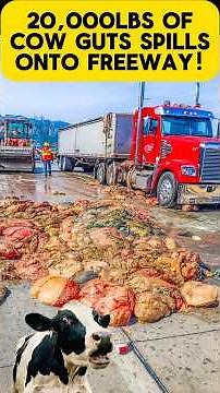 Load of COW GUTS Spills on Freeway!